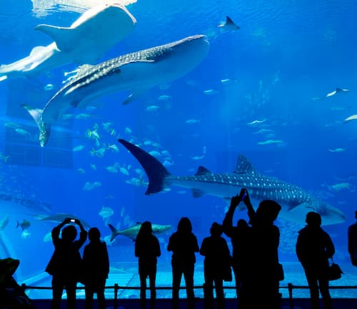 DUBAI AQUARIUM S - OPT